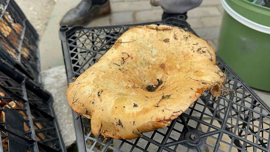 Dağlardan bereket fışkırdı, köylünün yüzü güldü! Kilosu 100 TL'ye kadar düştü 5